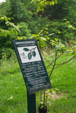 Serviceberry arboretum sign