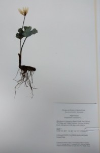 Bloodroot specimen