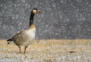 2015 Adult Division Winner by Jeffrey Leving