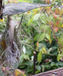 Milkweed