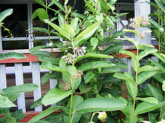Common Milkweed