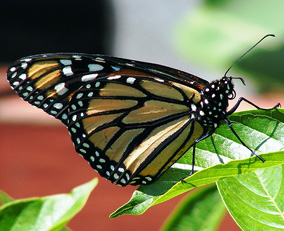 Monarch