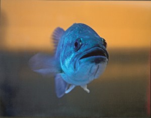 First 1062 Something Fishy