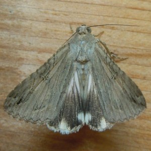 8607 Melipotis jucunda - Merry Melipotis Moth w