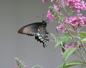 Pipevine Swallowtail 6 cropped 8x10