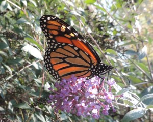 14 10-25 143 Monarch - Danaus plexippus 10-25-14