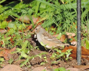 14 10-25 911 White-crowned Sparrow - Zonotrichia leucophrys 10-25-14