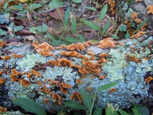 14 10-4 fungus and lichens