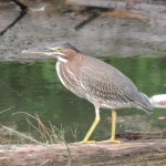 14 8-23 383 Butorides virescens - Green Heron