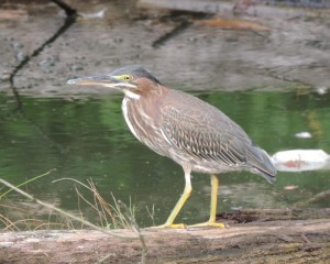 14 8-23 383 Butorides virescens - Green Heron