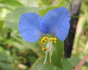 14 8-23 393 Asiatic Dayflower - Commelina communis