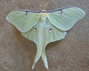 14 8-30 7758 Actias luna – Luna Moth