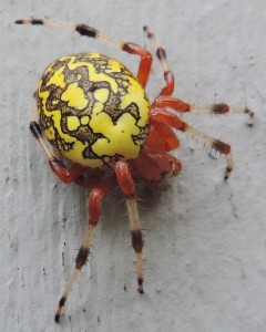 14 8-31 422 Araneus marmoreus - Marbled Orbweaver