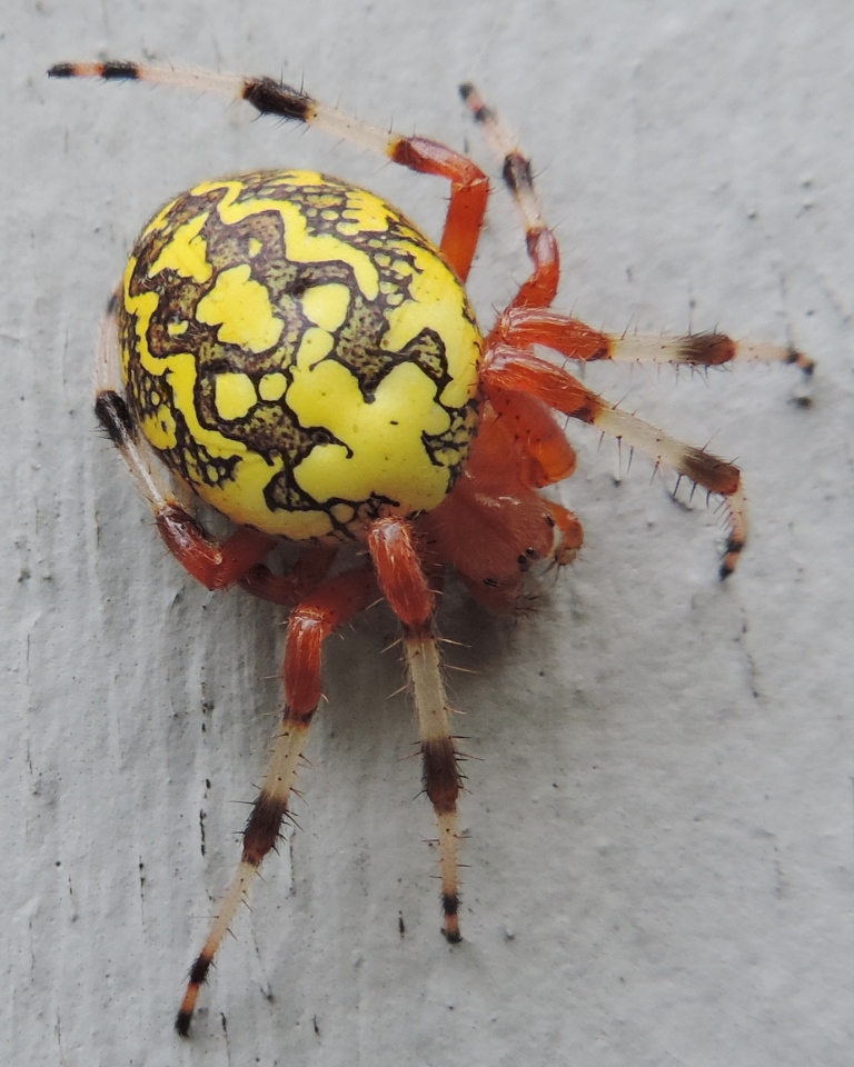 14-8-31-422-Araneus-marmoreus-Marbled-Orbweaver.jpg