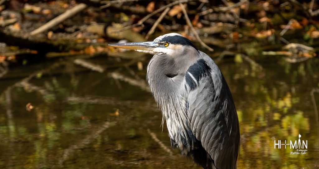Bird at Steele Creek Park in Bristol, TN